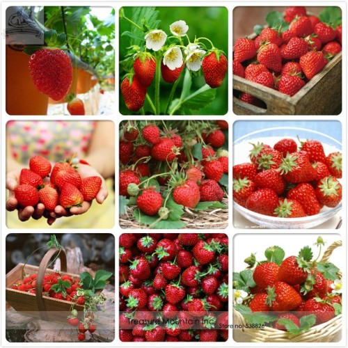 BELLFARM Heirloom 9 Varieties of Red Organic Strawberry Seeds, Professional Pack, 100 Seeds / Pack, Tasty Delicious Fruits Indoor
