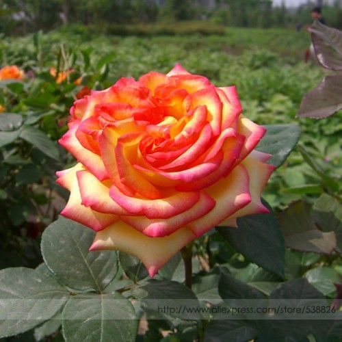 BELLFARM Heirloom 'Mu Na' Golden Red Rose Shrub Flower Seeds, Professional Pack, 50 Seeds / Pack, Light Fragrant Flowers #NF820