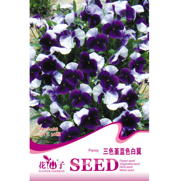 BELLFARM Pansy Dark Blue White Petals Flower Seeds, 30 Seeds, original pack, viola tricolor perennial root bonsai hardy flowers