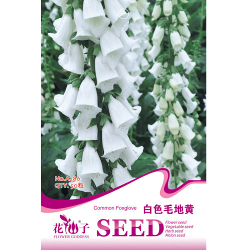 BELLFARM White Foxglove Digitalis purpurea Perennial Flower Seeds, 50 Seeds, original pack, perennial root herbs plants
