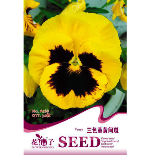 Viola Tricolor Yellow Pansy with Black Spot Perennial Flower Seeds, Original Pack, 30 seeds, ornamental flower