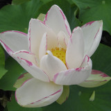 Nelumbo Nucifera ‘Empress’ Lotus Seeds 5PCS