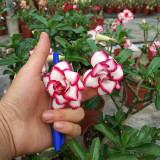 16 Types Adenium Seeds Red, White Red Stripe,White Red Edge ect Double Single Desert Rose