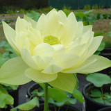 Nelumbo nucifera ‘Sunburst’ Lotus Seeds 5PCS