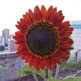 Sunset Rust Red Sunflowers F1 Seeds 30PCS