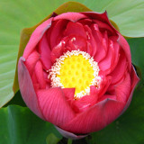 Nelumbo nucifera ‘Crimson Velvet’ Lotus Seeds 5PCS  DL056C