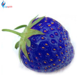100PCS African Blue Strawberry Seeds