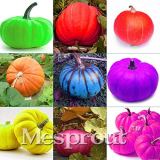 New Mixed 9 kind of Color Rare Pumpkin 10+ Seeds