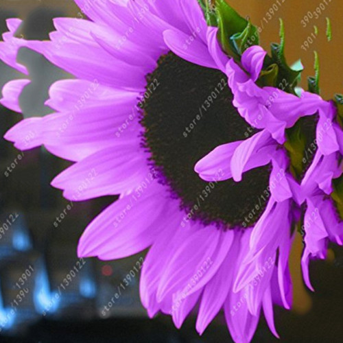 40+ Purple Big Sunflowers Flowers with Black Centre Ornamental Plant Seeds