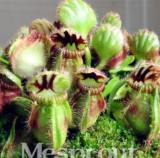 New Potted blue Cephalotus follicularis 100+ Seeds