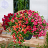 Antirrhinum 'Trailing Mix' Annual Bedding Plant Seeds, 100 Seeds, professional pack, hanging snapdragon flowers