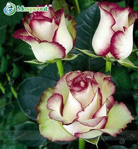 100PCS New Fire and Ice Rose Seeds