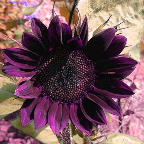BELLFARM 40PCS  'Moulin Rouge' Series Purple Black Sunflower Seeds