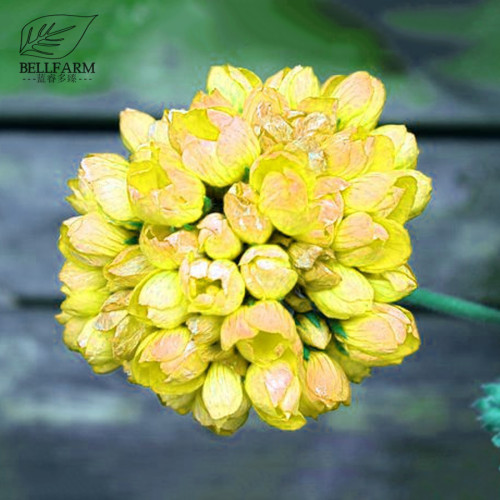BELLFARM 10PCS 'Goden Years Appleblossom' Geranium Flowers Seeds Yellow Orange Pelargonium