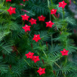 1 Original Pack, 10 seeds / pack, Red Cypress Vine Humming Bird Vine Perennial Climbing Flowers Heirloom #A026