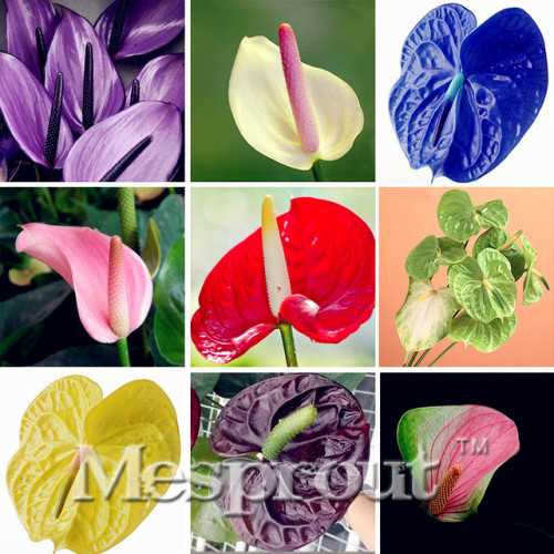 MIX Kinds Rare African Anthurium Seed, Anthurium Andraeanu Seeds, Indoor Potted flowers Anthurium plant 100 particles / bag