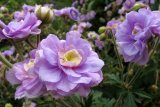 BELLFARM Geranium 'Gernic' Summer Skies Bonsai Flowers, 10 seeds, perennial hardy Bonsai Garden