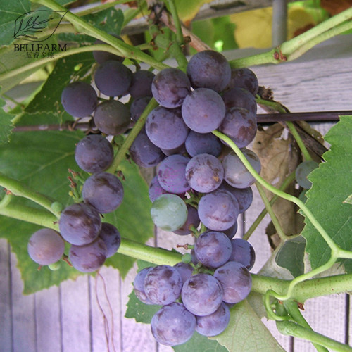 BELLFARM 100PCS Bluebell Grape Seeds, Black Blue Color Winter Hardy Table Grape High Yield Bonsai Garden
