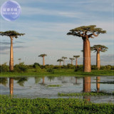 BELLFARM 2pcs Grandidier's Baobab - Adansonia Seeds, Professional Pack, giant interesting tree TS415T