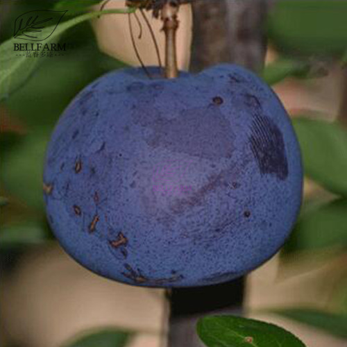 BELLFARM 20PCS Black Plum Prunus 'Lydecker' Fruit Seeds, Big Sweet Little Sour Fruits High Yield Garden