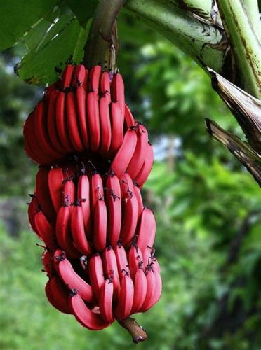 Red Banana Seeds 100+