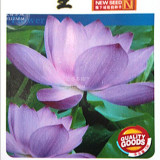Purple Lotus Seeds, 1 Original Pack, Approx 5 Seeds / Pack,  Beautiful Garden Nelumbo Nucifera #NX061