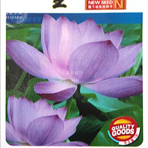 Purple Lotus Seeds, 1 Original Pack, Approx 5 Seeds / Pack,  Beautiful Garden Nelumbo Nucifera #NX061