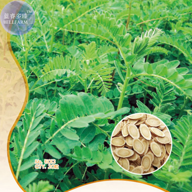 Astragalus Herb Plant Seeds, Original pack, 20 Seeds,  high medicinal value  WSFE013