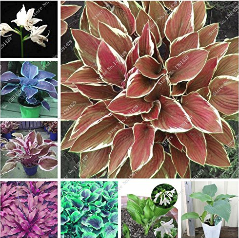 Exotic Hosta Plant Seed Four Seasons Flower Perennial Mixed Plantain Lily Flower Ground Cover Flower Seed Garden Supplies 50pcs (mixed)