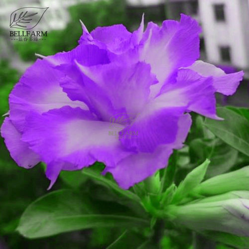 BELLFARM 'QIYU' Adenium Light Purple Double Petals with Few White Color Flowers Seeds Desert Rose Heirloom
