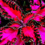 BELLFARM Rare Coleus Bonsai Foliage Plants seeds 30pcs Perfect Colorful Coleus Blumei Beautiful Flowers Home Garden