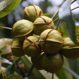 BELLFARM Heirloom American Pecan Seeds 'Nut Walnut' Bonsai Perennial Plants Longevity Fruits
