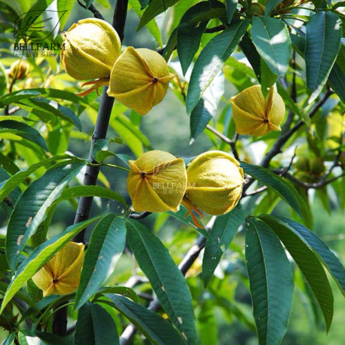 BELLFARM Heirloom American Pecan Seeds 'Nut Walnut' Bonsai Perennial Plants Longevity Fruits
