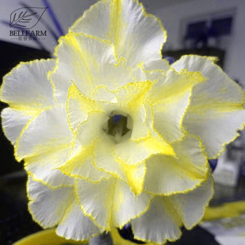 BELLFARM 'Chizi' Adenium Whitish Transparant Double Flowers with Yellow Stripes Desert Rose Seeds