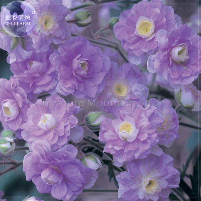 BELLFARM Geranium 'Gernic' Summer Skies Bonsai Flowers, 10 seeds, perennial hardy Bonsai Garden