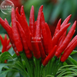 Organic Hot Chili Red Pod Pepper Organic Vegetable Seeds, Original Pack, 30 Seeds / Pack, Tabasco Pepper C025