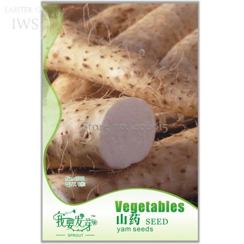 Chinese Yam Perennial Herbal Vegetable Seeds, Original Pack, 6 Seeds, green healthy high medicinal value vegetable seeds IWSC102