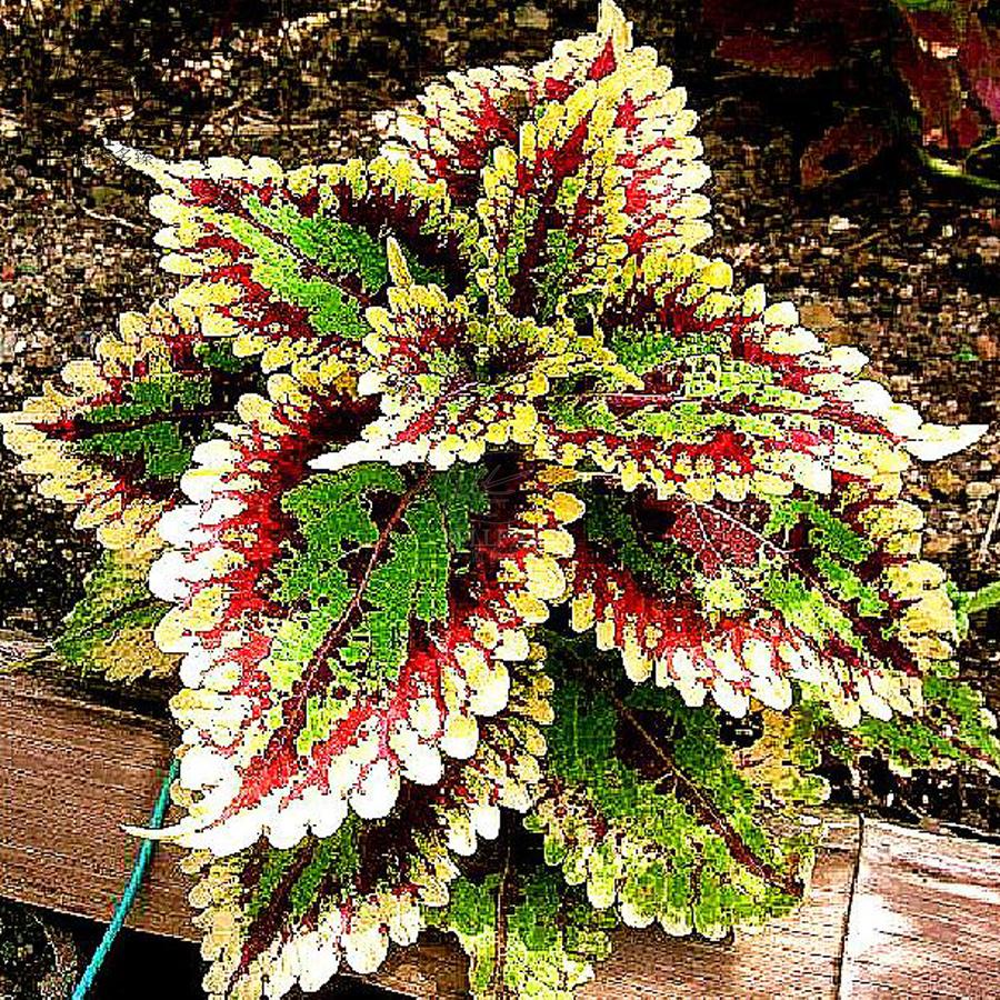Guarantee Rare Coleus Bonsai Foliage Plants seeds 30pcs Perfect Colorful BD838H4 