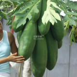BELLFARM Papaya Giant Long Tree Fruit Seeds, 6 Seeds, carica papaya F1 edible