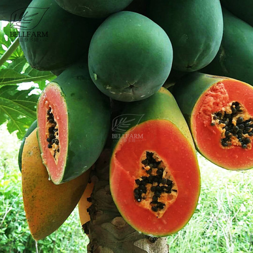 BELLFARM 6PCS Guangxin Dark Green Skin Red Inside Papaya Fruits Bonsai Seeds Tasty Big Organic Pawpaw High Yield for Garden