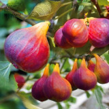 BELLFARM 6PCS Ficus Carica Seeds 'Panache' Tiger Stripe Fig Black Red Fig Tree Organic Garden Fruits Bonsai