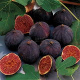 BELLFARM 6PCS Ficus Carica Seeds 'Panache' Tiger Stripe Fig Black Red Fig Tree Organic Garden Fruits Bonsai