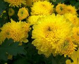 100 pcs/bag Beautiful Yellow Chrysanthemum Seeds Chrysanthemum Morifolium Seeds Flower Potted Plant for DIY Home Garden