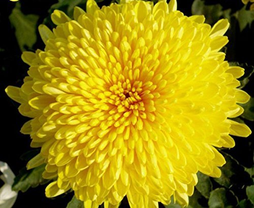 100 pcs/bag Beautiful Yellow Chrysanthemum Seeds Chrysanthemum Morifolium Seeds Flower Potted Plant for DIY Home Garden