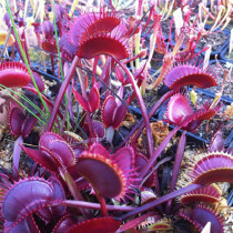 100PCS Red Dragon Flytrap Seeds