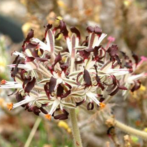10PCS Pelargonium Auritum Geranium Seeds, Bonsai Garden Ligulate Rounded Slightly Smaller Dark Purple Black Petals