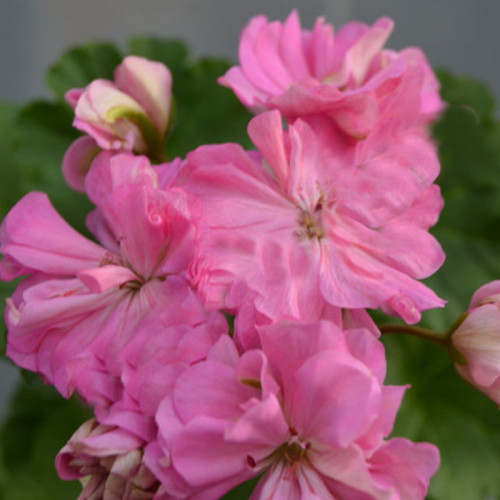 BELLFARM Brookside Fantasy Light Pink Geranium Seeds, 10 Seeds, Semidouble Pelargonium