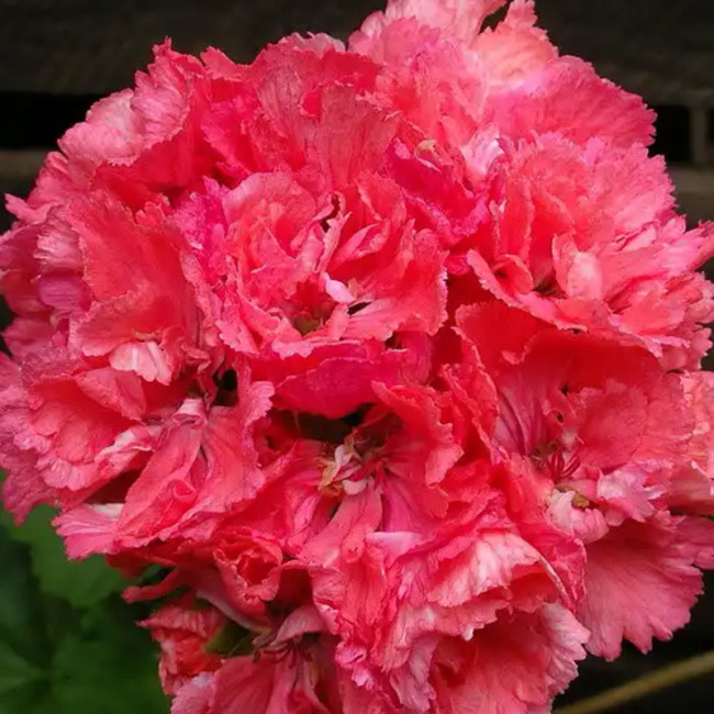 BELLFARM 'Liuyu' Pinkish Red Geranium Flowers Seeds, 10 Seeds/pack, Heirloom Pelargonium hortorum