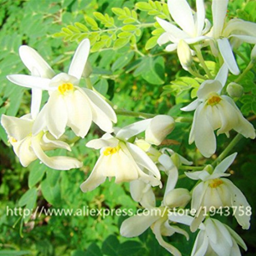 10pcs Chinese Moringa seeds,Edible seeds,Home Garden Plant,outdoor garden food tree Seeds - Arcis New