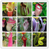 Eating Mosquito Carnivorous Plants Nepenthes Seeds 200pcs/bag Tropical Pitcher Plant Catch Insect Garden Bonsai Potted Easy Grow
